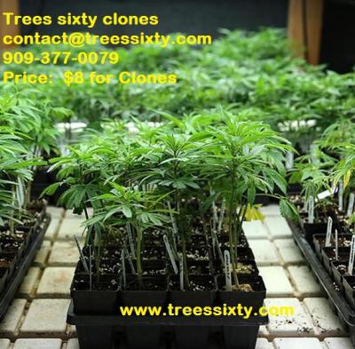 Trees sixty clones - Img 3