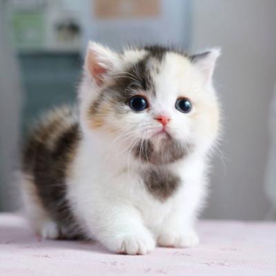 Scott munchkin kittens for sale - Img 1