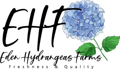 Buying Wholesale Bulk Hydrangea Flowers - Eden Hydrangeas Farms - Img 1