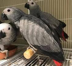 African Congo Grey Young Pairs Available - Img 1