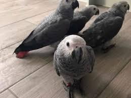 African Congo Grey Young Pairs Available - Img 2