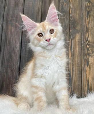 Healthy Maine Coon Kittens For adoption and Rehoming! - Img 1