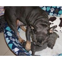 Akc solid blue girl