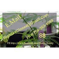 Highskyclones