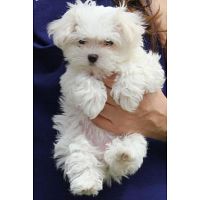 Healthy Maltese Bichon Puppies For Adoption