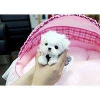 Healthy Maltese Dog for Sale in USA