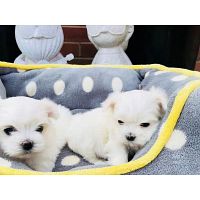 Teacup Maltese Puppies Available Now!