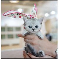 Munchkin Kittens for sale