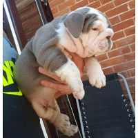 English Bulldog puppies now ready