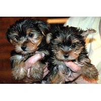 Yorkie puppy