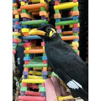 Buy Indian Hill Mynahs online, greater Indian Hill Mynah for sale