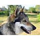 Perro lobo Checcoslovaco