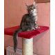 Maine coon gatitos - hembra