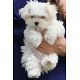 Healthy Maltese Bichon Puppies For Adoption