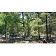 Latest Hunting Land For Sale