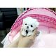 Healthy Maltese Dog for Sale in USA