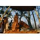 Traditional healer and spell caster +27659346570