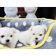 Teacup Maltese Puppies Available Now!