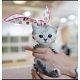 Munchkin Kittens for sale