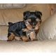 Adorable puppies for adoption