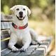 Best Bluetooth Tracker for Pets                      