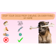Learn How to Prevent Your Dogs from Chewing on Everything in Your Home