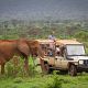 Enjoy the beauty of east Africa