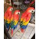 Birds For Sale | Exotic Birds For Sale