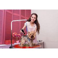 Dog Grooming Classes Online