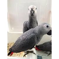 Top Quality Pet Parrot Birds on sale