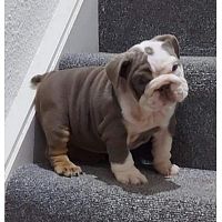 English Bulldogs Puppies for Lovely Homes