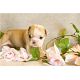 Beautiful and awesomely Cute English Bulldog puppies for sale