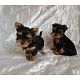 Beautiful Teacup Yorkie Puppies Available For Sale 