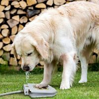 Automatic Outdoor Dog Water Fountain!!!!!!!!!!!!!!!!!!!!