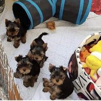 Teacup Yorkie Puppies purebred teacup Yorkie puppies.