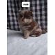 Gorgeous puppies for sale in miami // 305-266-7424