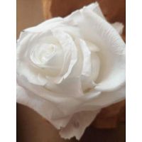 Asesoría virtual en Línea en Preservación de rosas, follajes y otras variedades