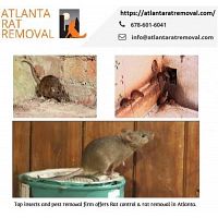 Cheap Rat Trapping and Exclusion Services in Atlanta, GA