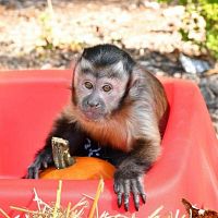Adorables monos capuchinos a la venta