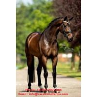 BEST QUALITY SPORT HORSES AVAILABLE - ORDER ONLINE NOW