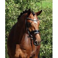 THE RIGHT HORSE FOR THE RIGHT RIDER-https://carewoodfarms.com