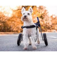 Online Store for Disabled Pet Supplies