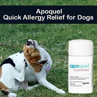 Apoquel: The Ultimate Allergy Buster for Dogs