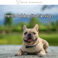 French Bulldog Stud Services   