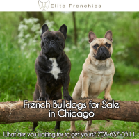 French Bulldogs for Sale in Chicago, IL
