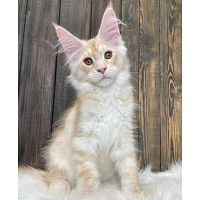 Healthy Maine Coon Kittens For adoption and Rehoming!