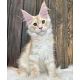 Healthy Maine Coon Kittens For adoption and Rehoming!